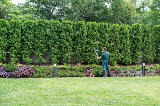 Best Leaf Removal  in Toledo, OR