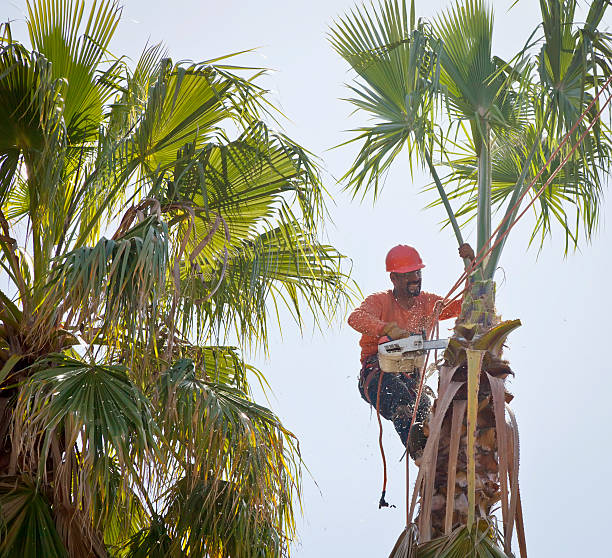 Best Emergency Tree Removal  in Toledo, OR
