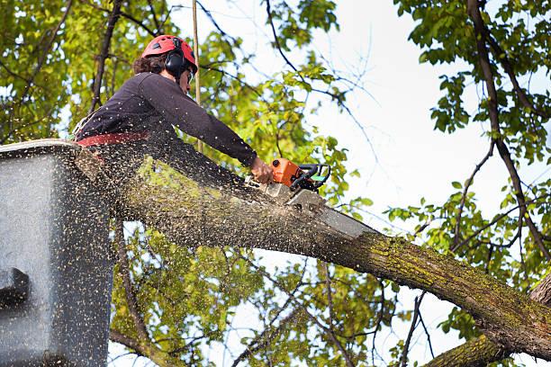 Best Utility Line Clearance  in Toledo, OR
