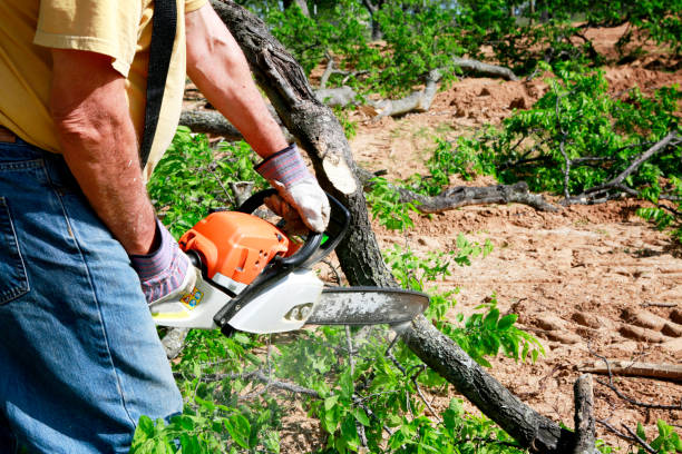 Lawn Drainage Solutions in Toledo, OR
