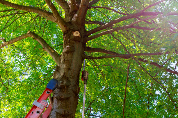 Best Tree Mulching  in Toledo, OR